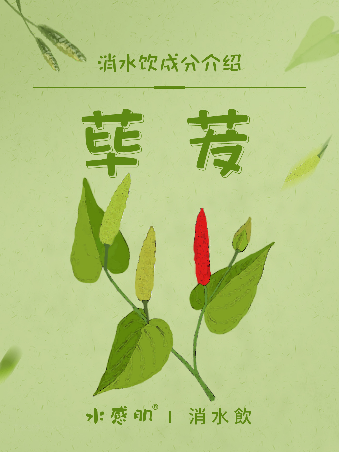 水感肌消水饮独特的荜茇成分